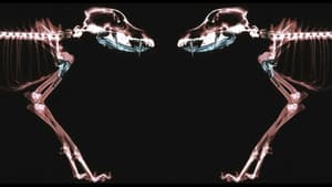 Rottweiler — foto 1