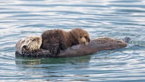 Threatened: The Controversial Struggle of the Southern Sea Otter — foto 1