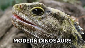 Modern Dinosaurs — foto 1