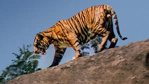 El Jaguar del Amazonas — foto 3