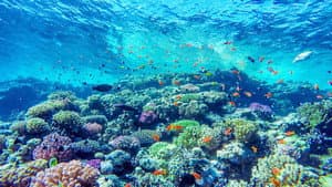 Africa's Underwater Wonders — foto 2