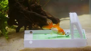 Des poissons, pas si cons ? — foto 1