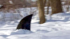 Snow Shark: Ancient Snow Beast — foto 2