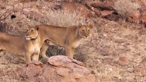 Desert Lions — foto 1