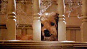 Benji — foto 7