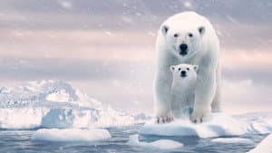 Osa Polar — foto 4
