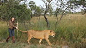 Lion Spy — foto 4