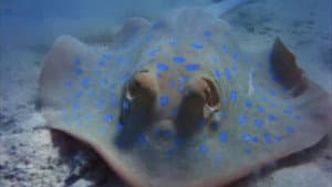 Sea Creatures — foto 1