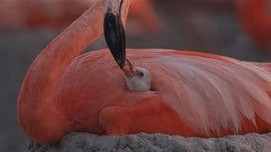 Flamingos: La vida después del meteorito — foto 1