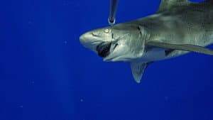 World's Most Dangerous Shark? — foto 3