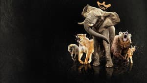 Reinas del mundo animal — foto 6