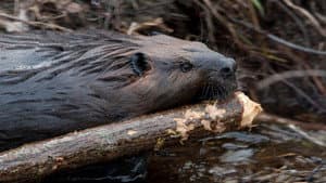 Leave it to Beavers — foto 1