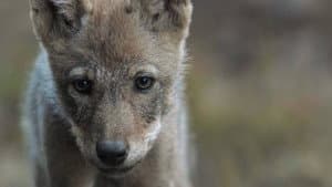 Wolf — foto 5