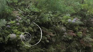 Do you hear the wind in the pine trees? — foto 7