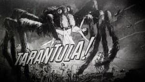 Tarántula — foto 9