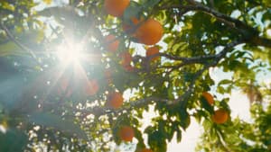 O Tempo De Comer Uma Laranja — foto 2