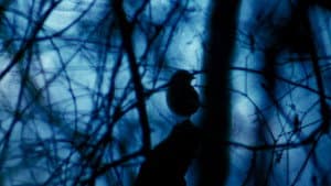The Legend of Boggy Creek — foto 7