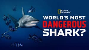 World's Most Dangerous Shark? — foto 6