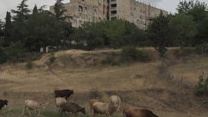 ქართლის ცხოვრება — foto 4