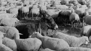 Au hasard Balthazar — foto 4