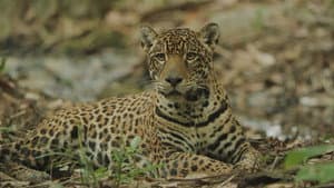 Sur la piste du jaguar au Guyana — foto 2