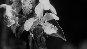 Busy Bees — foto 1