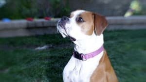 Cesar Millan: Doggie Nightmares — foto 3