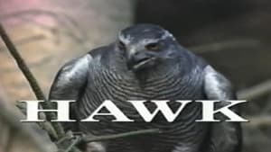 Predators of the Wild: Hawk — foto 1