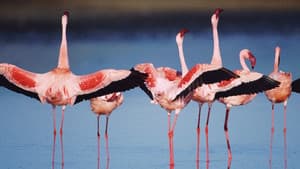 El misterio de los flamencos — foto 4