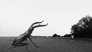 Unto Insecta — foto 1