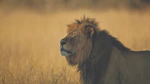Cecil — foto 2