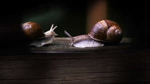 Secret World of Mollusks — foto 1