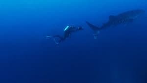 Shark Side of the Moon — foto 6