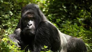 En danger : menaces sur les grands singes — foto 1