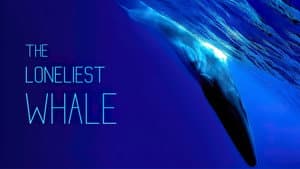 The Loneliest Whale: The Search for 52 — foto 2