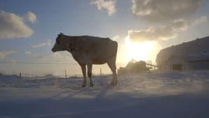 Le plancher des vaches — foto 6