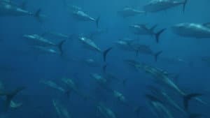 Superfish: Bluefin Tuna — foto 1