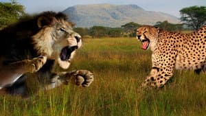 Cat Wars: Lion vs. Cheetah — foto 1