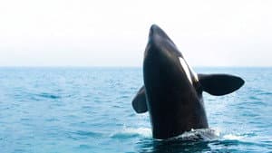Orcas - Vorstoss in die Arktis — foto 1