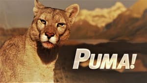 Puma! — foto 1