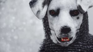 Good Boy — foto 2