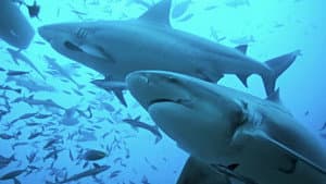 Shark Vs. Whale — foto 2