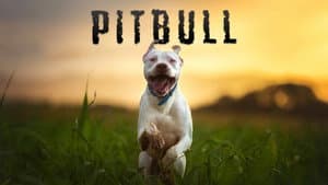 Pitbull — foto 1