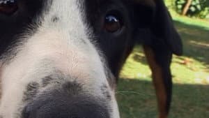 Olho Animal — foto 1