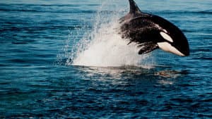 Orca Vs. Great White — foto 3