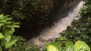 Wild Amazon — foto 2