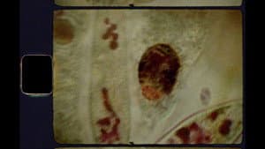 Seeds — foto 12