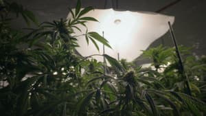 Cannabis illégal — foto 8
