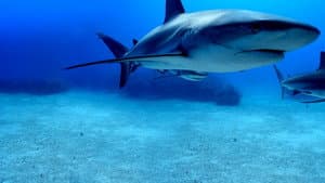 Shark Superpower — foto 3