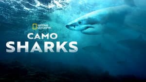 Camo Sharks — foto 9